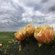 Illustration for article titled Spring has sprung: A Xyl0 photo gallery